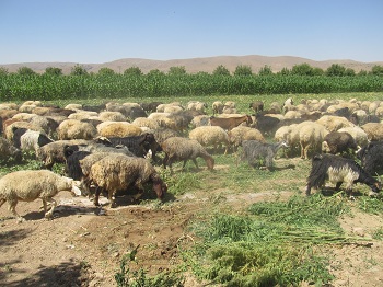 امحاء کشت شاهدانه در مزارع اطراف شهر قادرآباد + فیلم